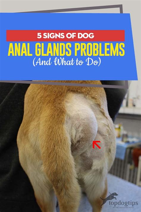 dogs anal glands leaking|These Remedies Help Address Your Dogs Anal Gland Issues